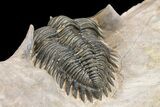 Metacanthina Trilobite - Lghaft, Morocco #153898-6